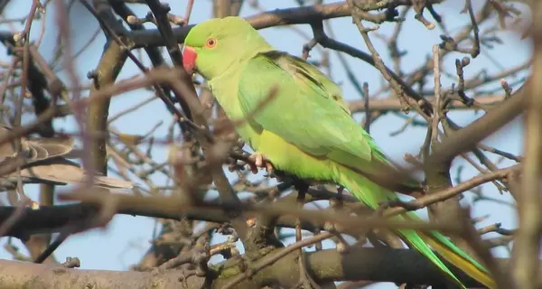 Орнітолог про появу зелених папуг в Україні: Це погано – вони загрожують нашим птахам